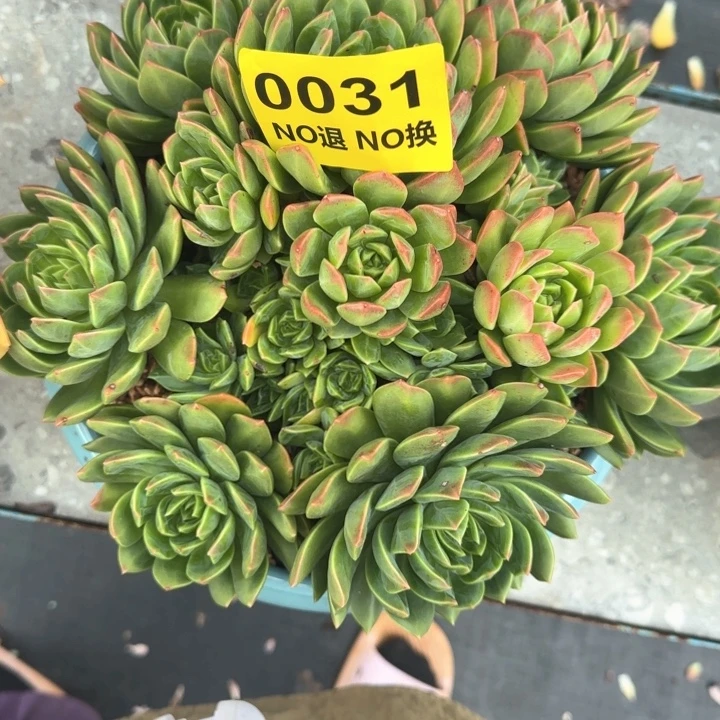 031号无砍大群生无砍