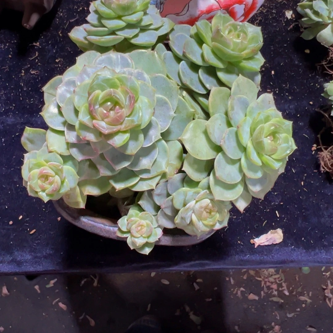 欣***悦玻璃珠珍妮 天天开心