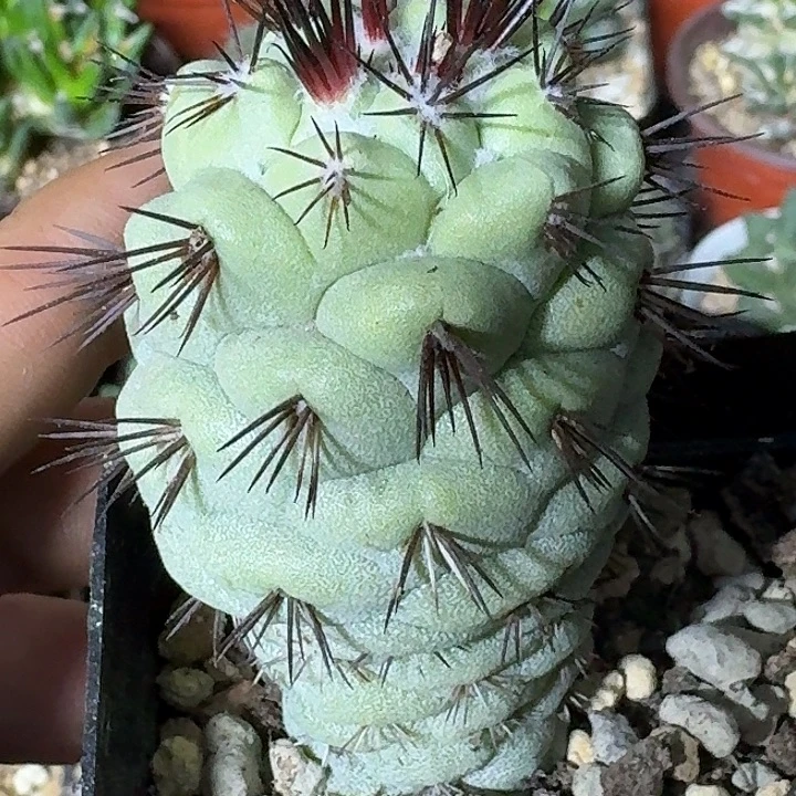 无花朵自根帝王丸228