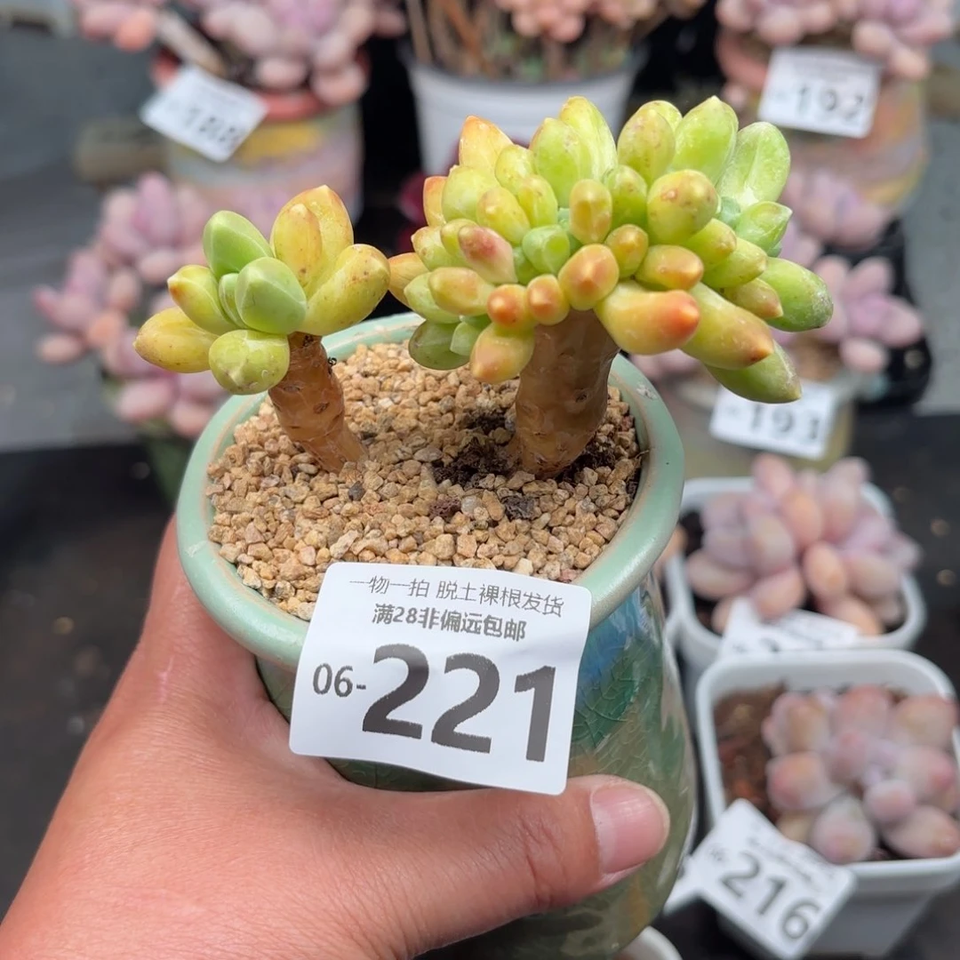 千代田多肉多肉多肉