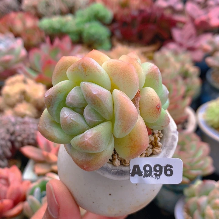 一物一拍含盆土满38包邮A996
