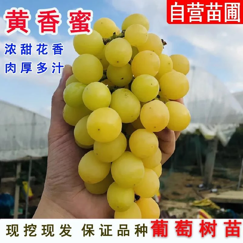 黄香蜜葡萄黄蜜葡萄树苗早熟无核盆栽北南方种植当年结果果树苗