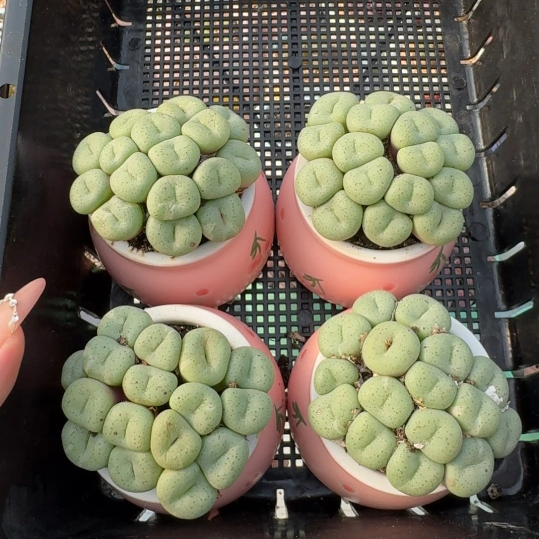 12074-瓷盆大饼群福利一颗