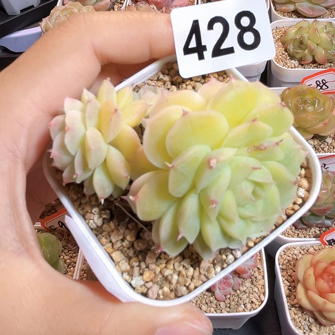 哦***y428一物一拍 冰淇凌虾饺