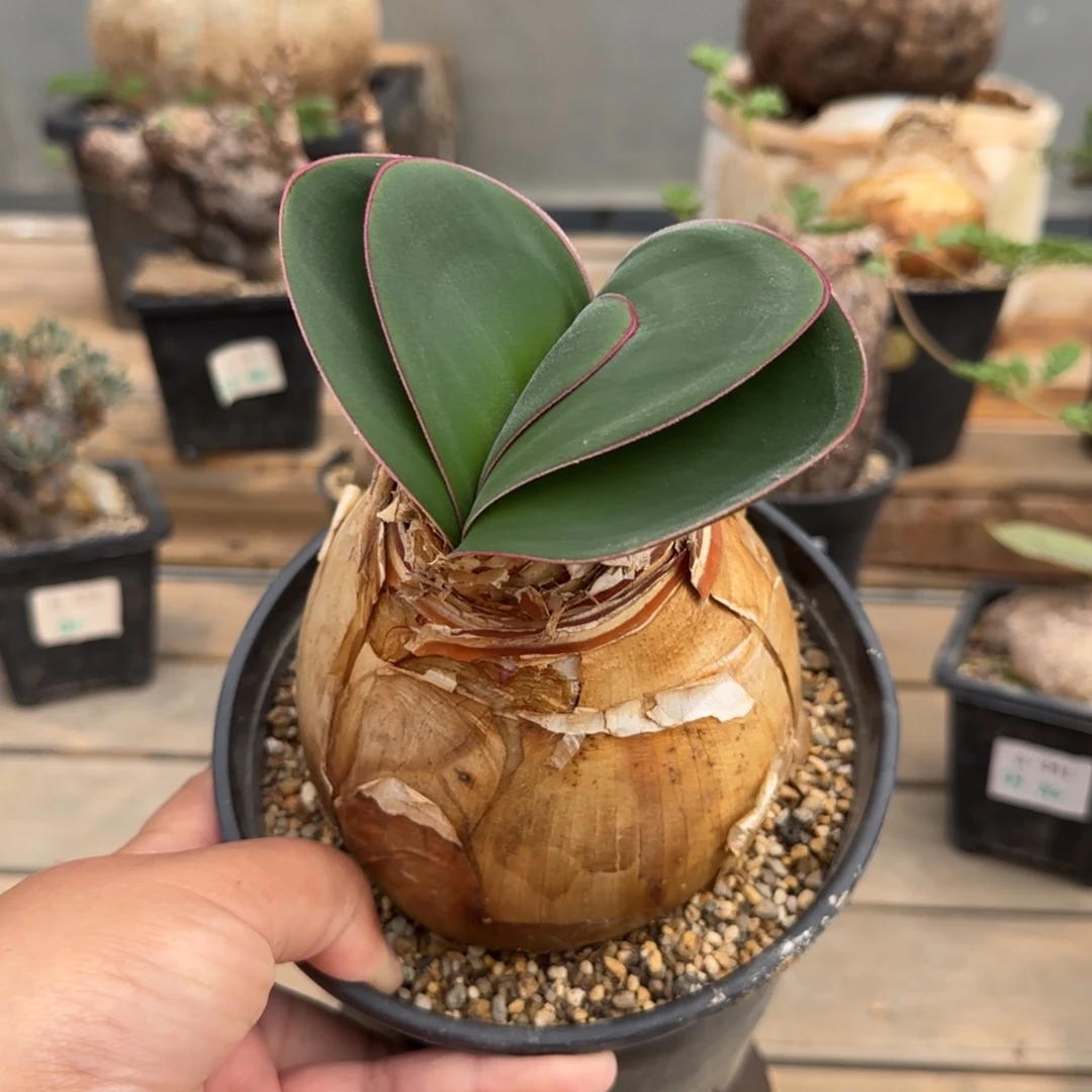 555灯台百合块根植物