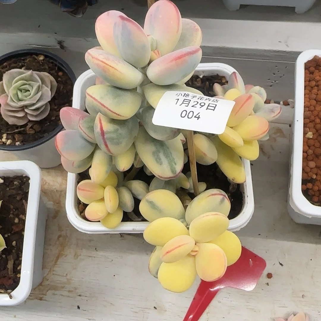 ?004乒乓夫娘锦多肉植物