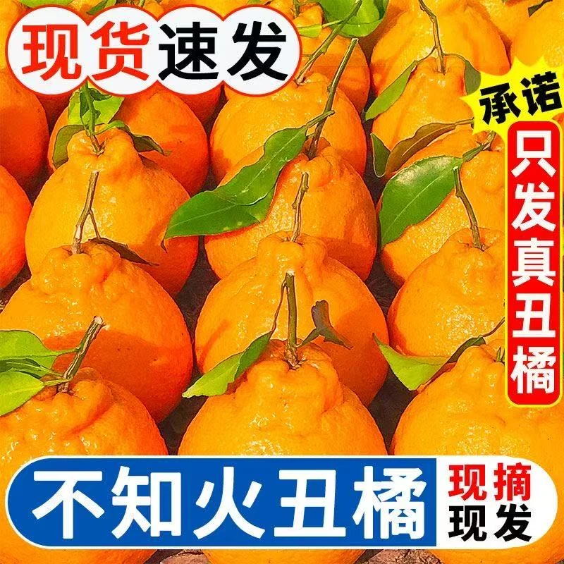 WW助农高山【不知火丑橘】丑八怪橘子丑柑桔子 现摘水果孕妇水果