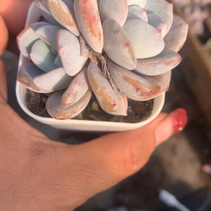 奶茶韩版双 （不满9.99发空盆需要拍保温不拍扣1颗多肉）