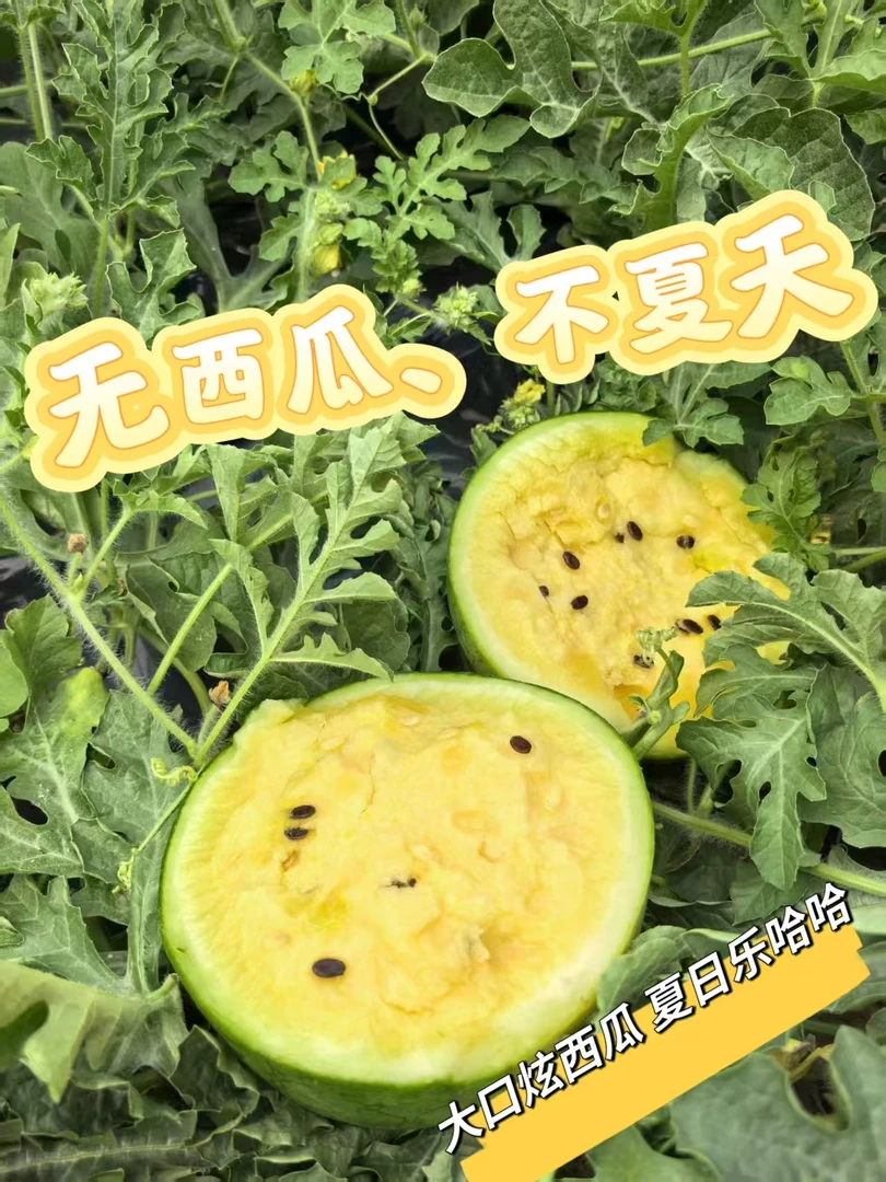 菠萝菠萝蜜黄壤西瓜(西瓜之乡兰岗镇特产)