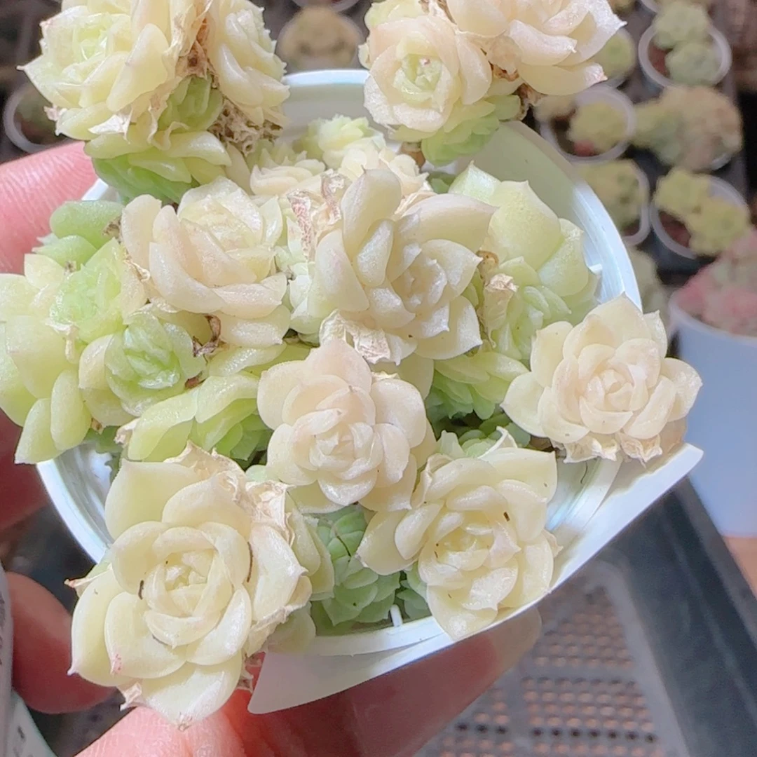 沐***苏花语逸镜1116-43散