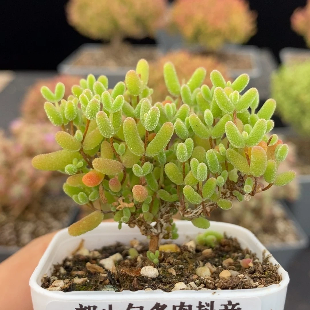 蜜橘糖球646枝干番杏