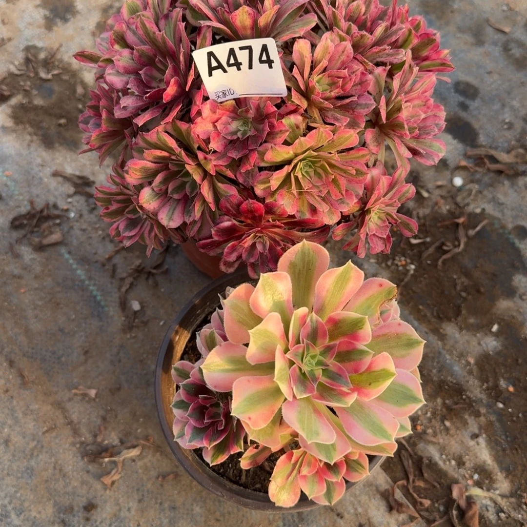 铜壶白锦一物一拍474