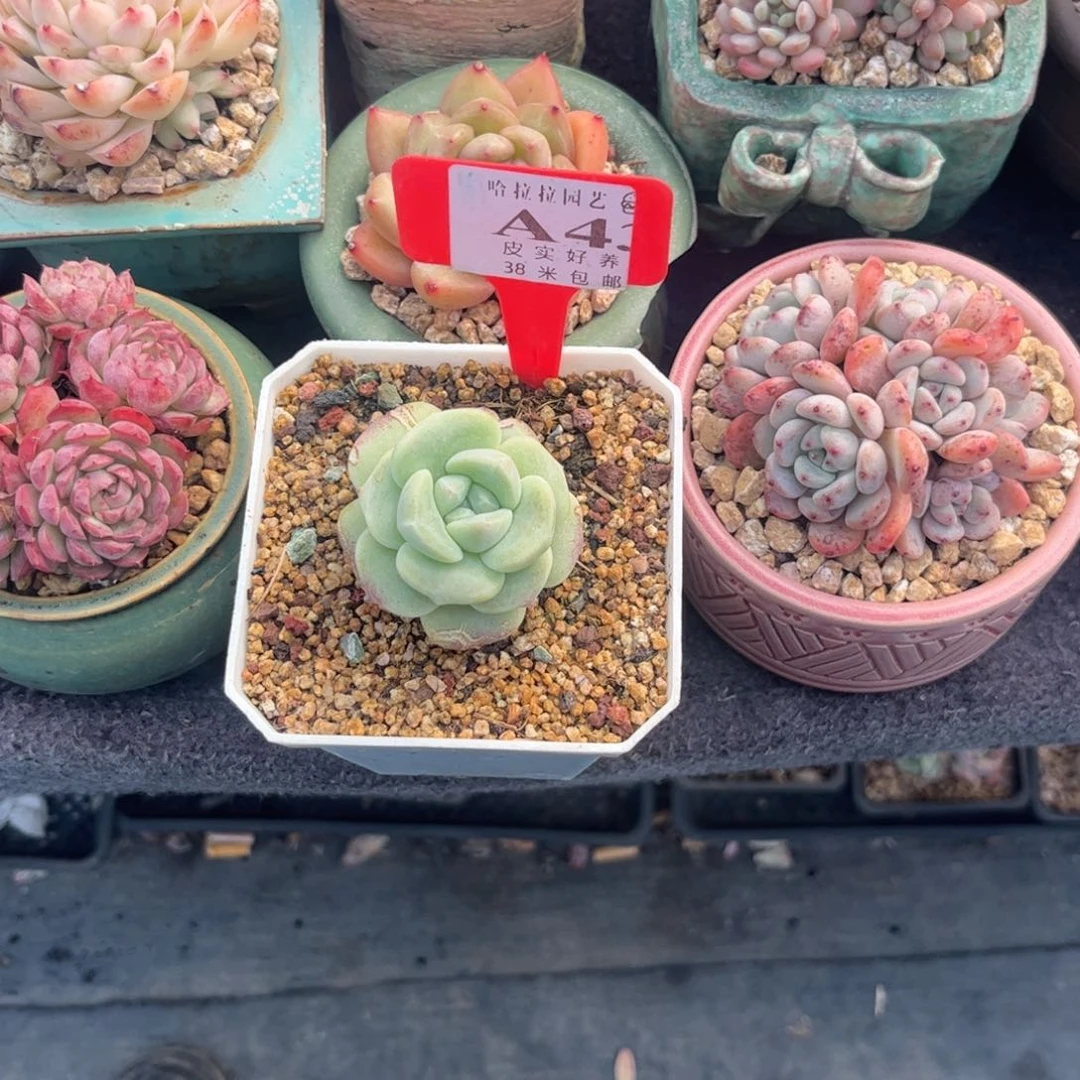 野*多肉植物11111