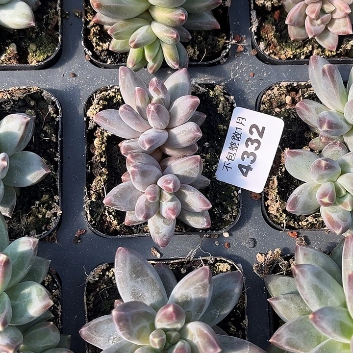 阿雅园艺。       4332