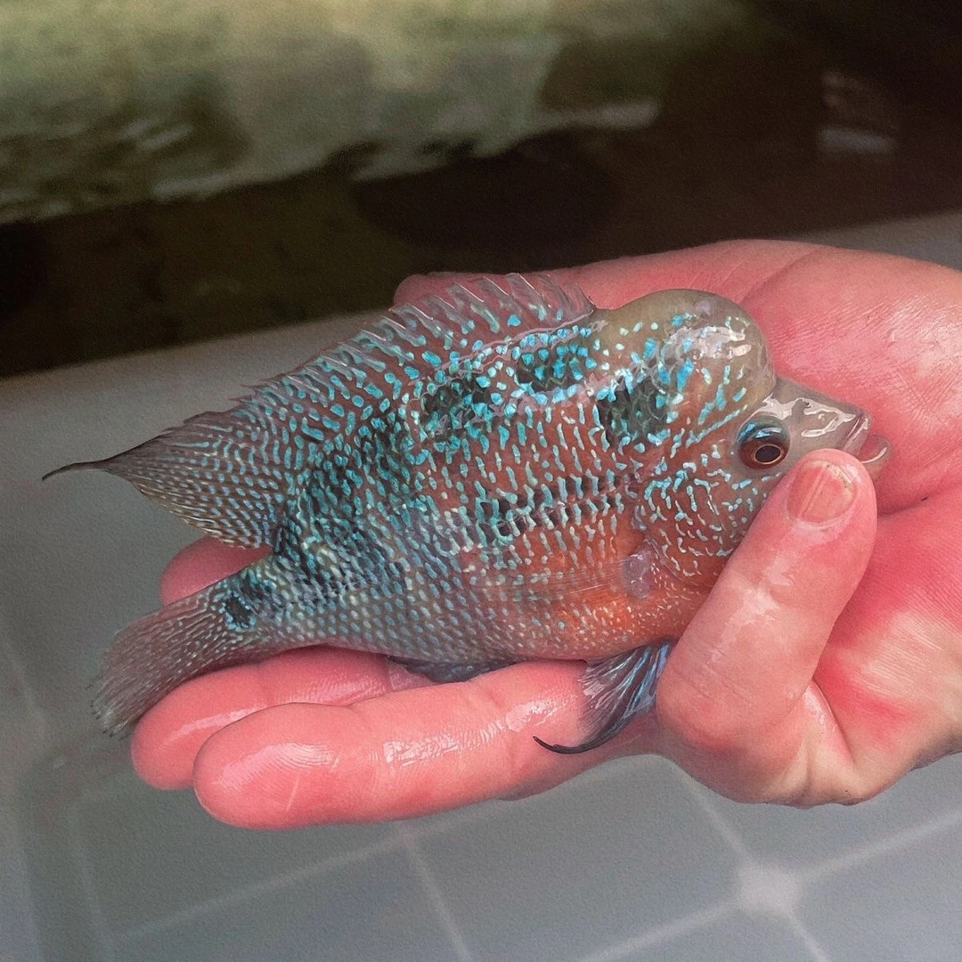 麒麟罗汉等多种活体观赏鱼锦鲤鱼专用饲料