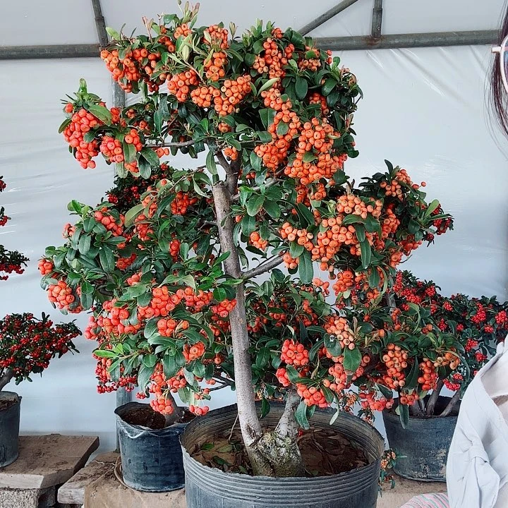 无花朵吉祥果火棘