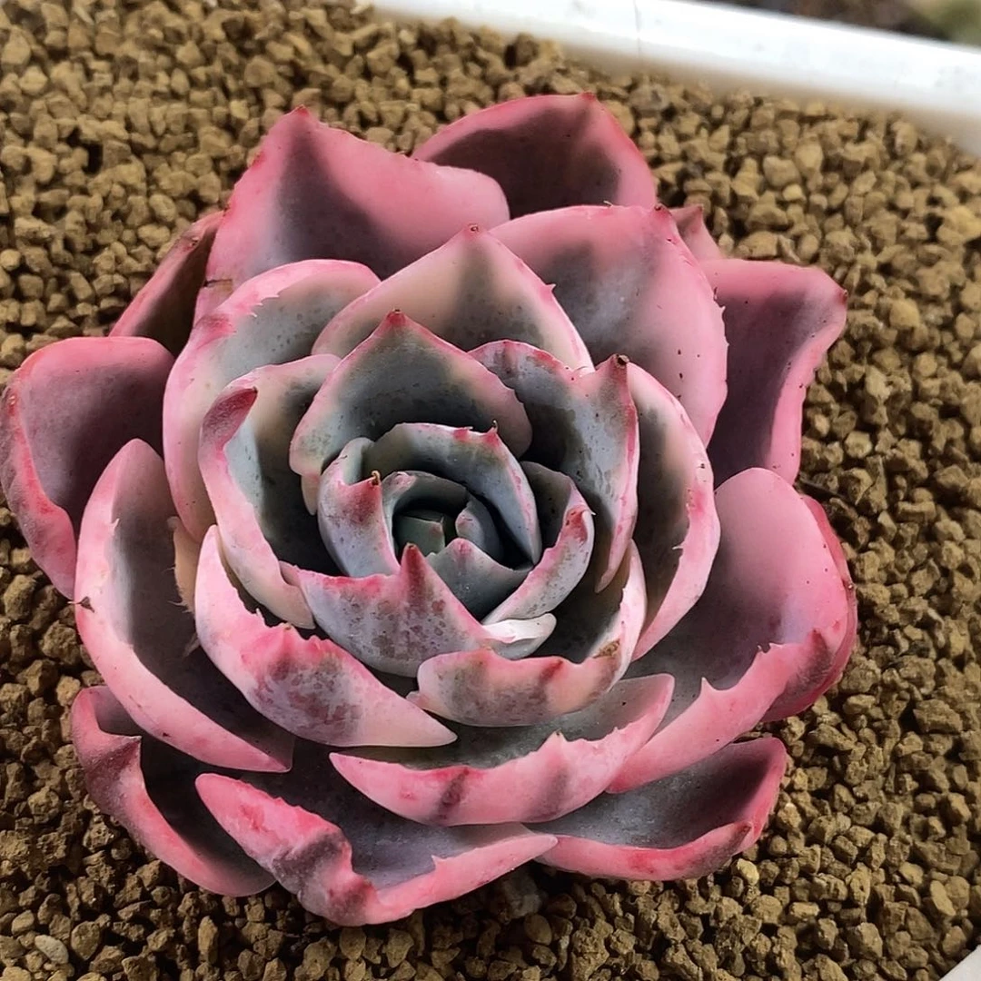 338阿美星锦  小方花圃一物一拍