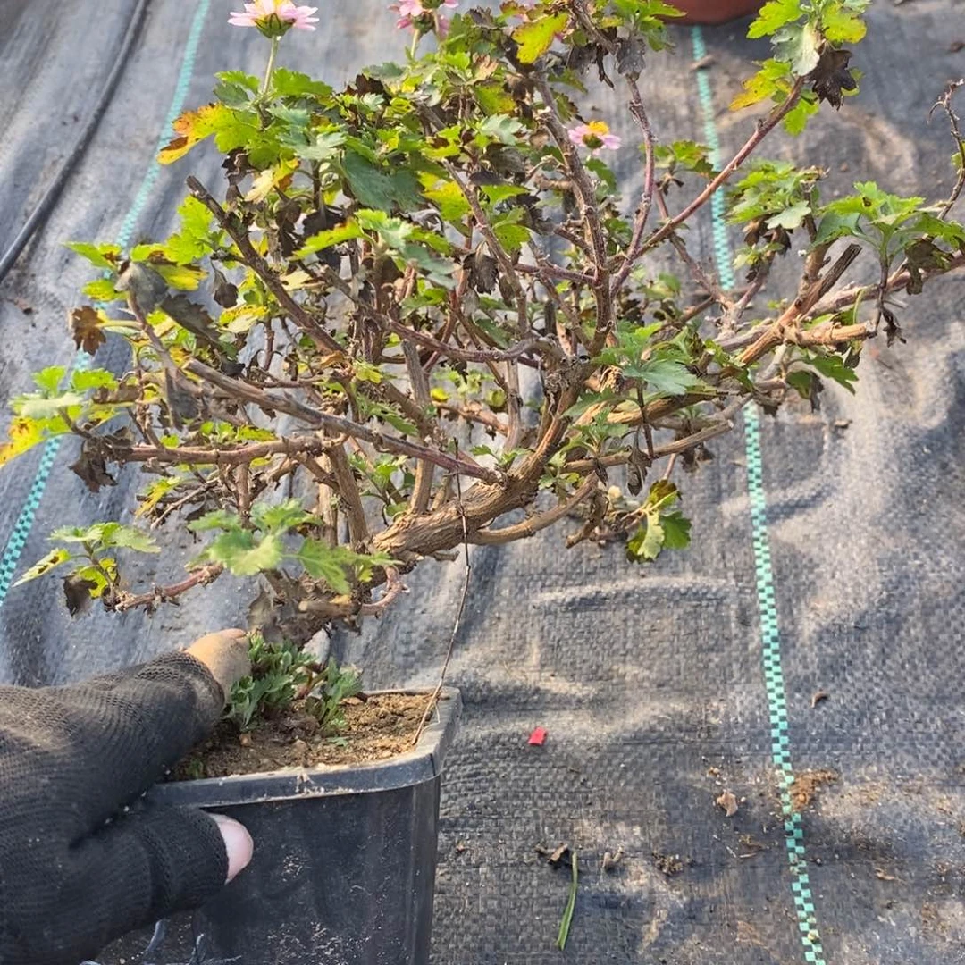 茉***花无花朵盆景不售后