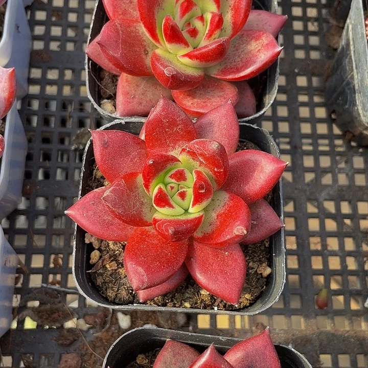 大血罗2.8带盆土发货