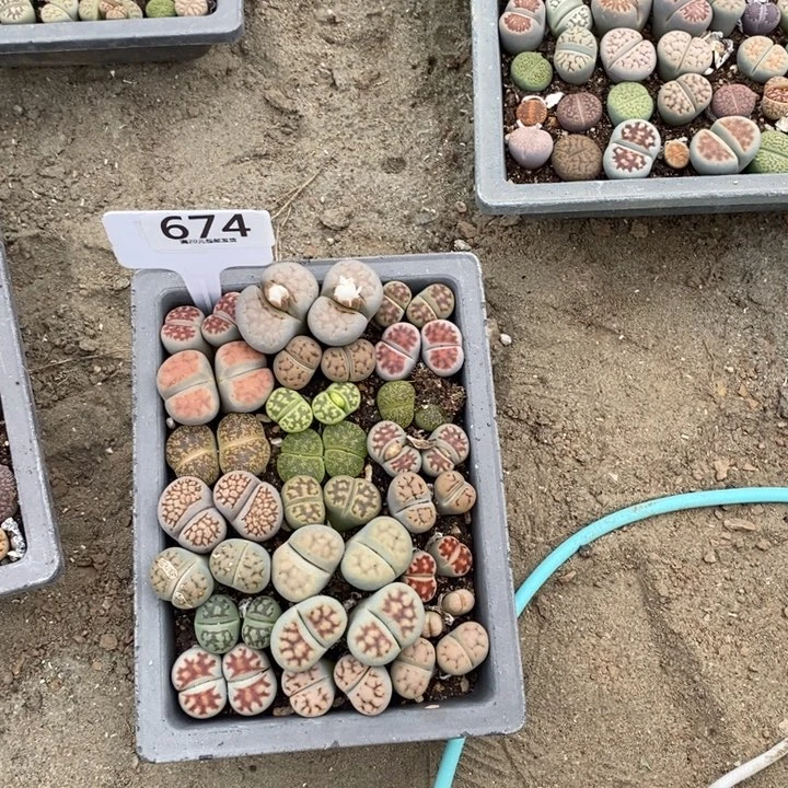 汕***下生石花的季节是最674