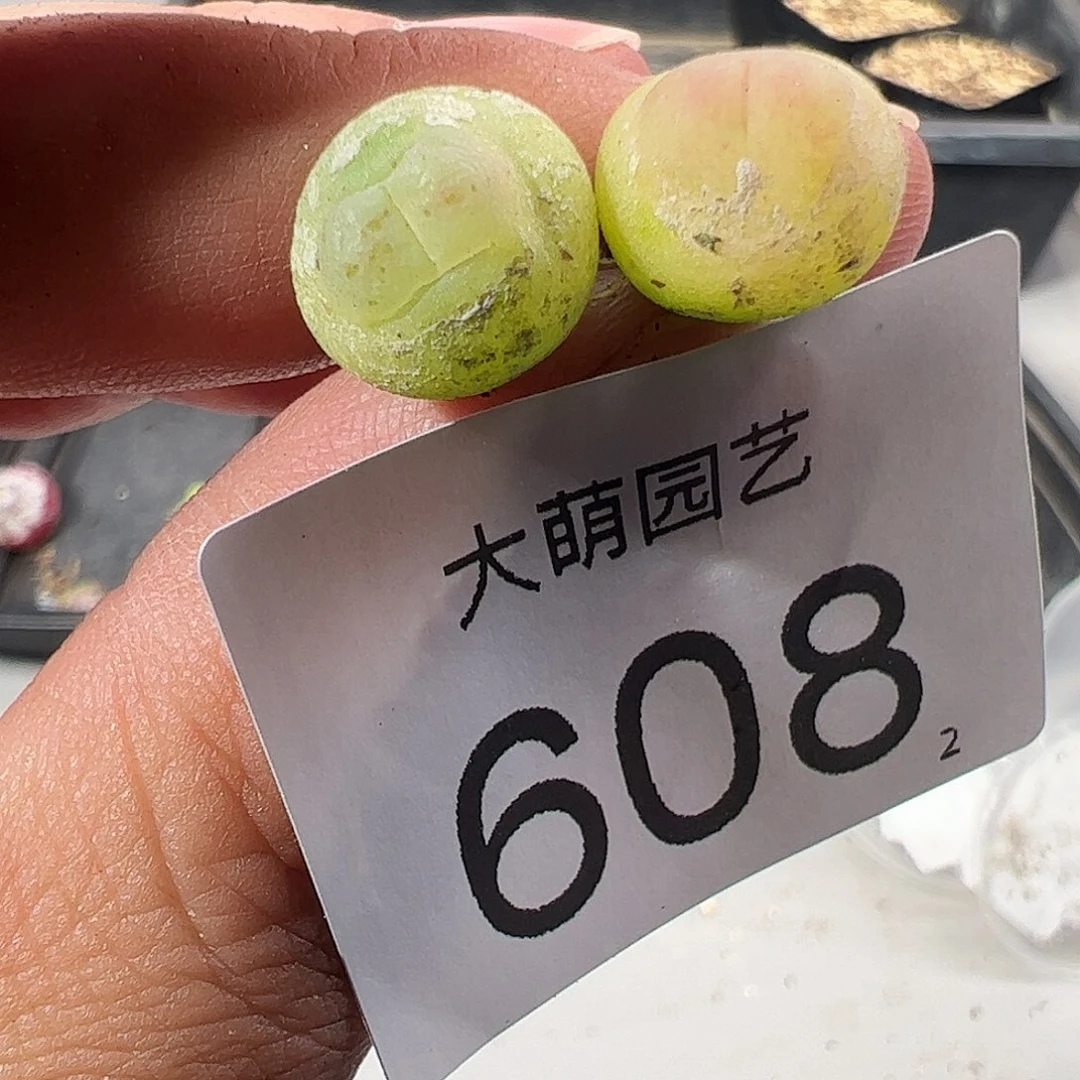 0000608 一物一拍……