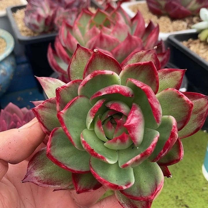 惊鸿仙子多肉植物335