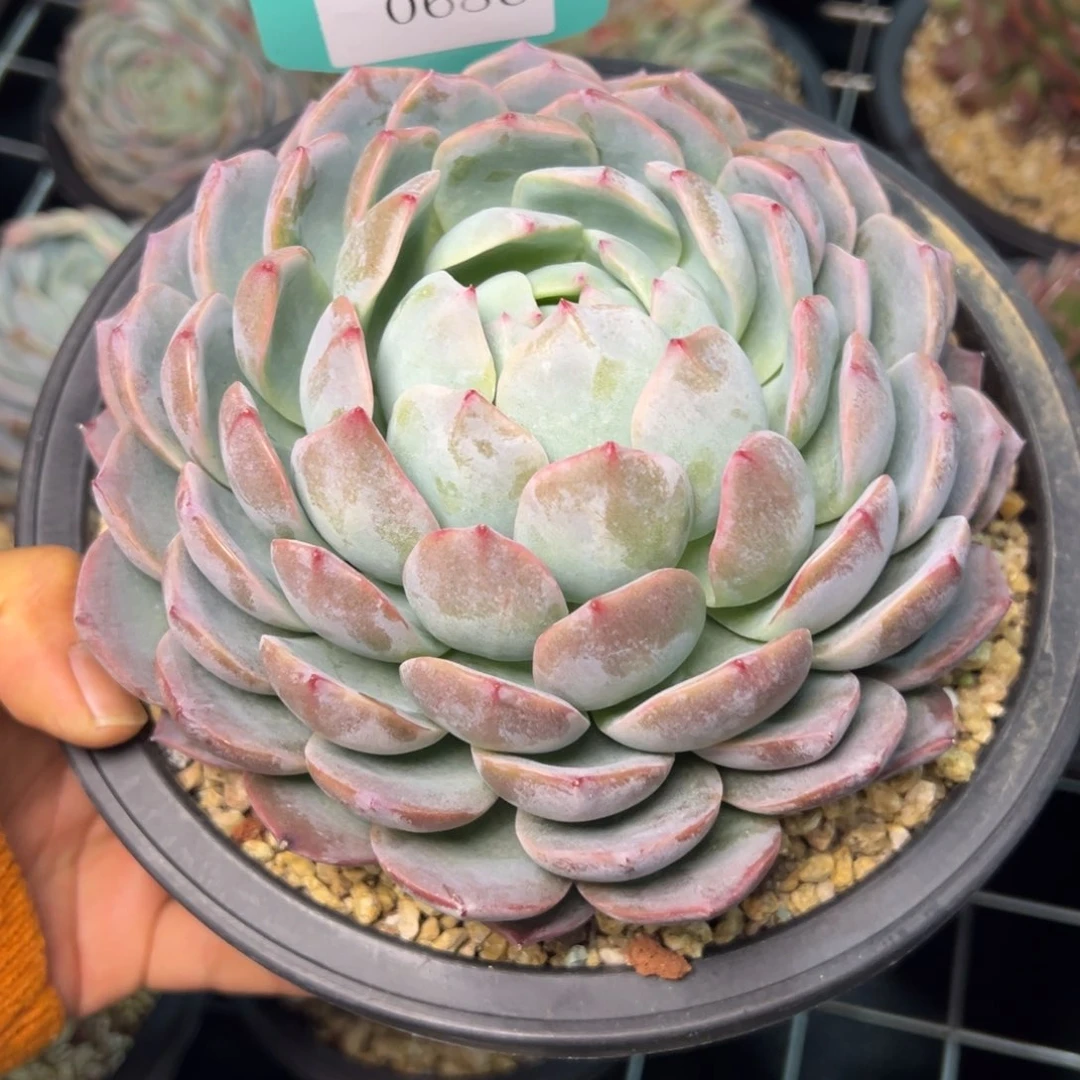 七*`0686多肉多多多多多