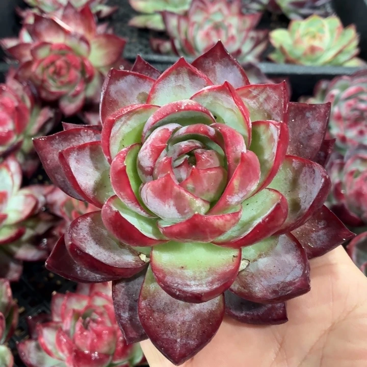 多肉植物惊鸿仙子