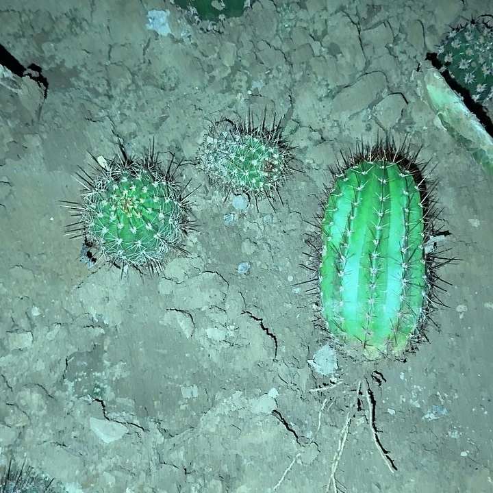 情***兄大满贯带根高10公分毛花柱