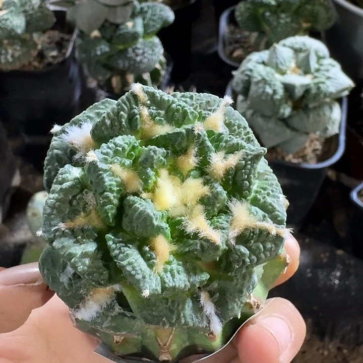 无花朵959哥龟牡丹仙人球