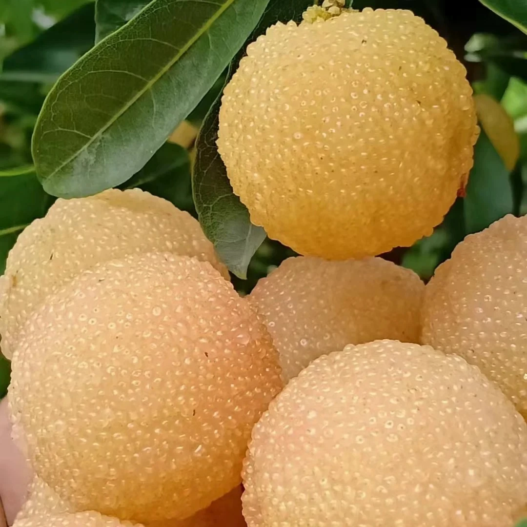 浙江仙居水晶白杨梅新鲜水果泡酒横溪稀有白沙大东魁杨梅送礼领导