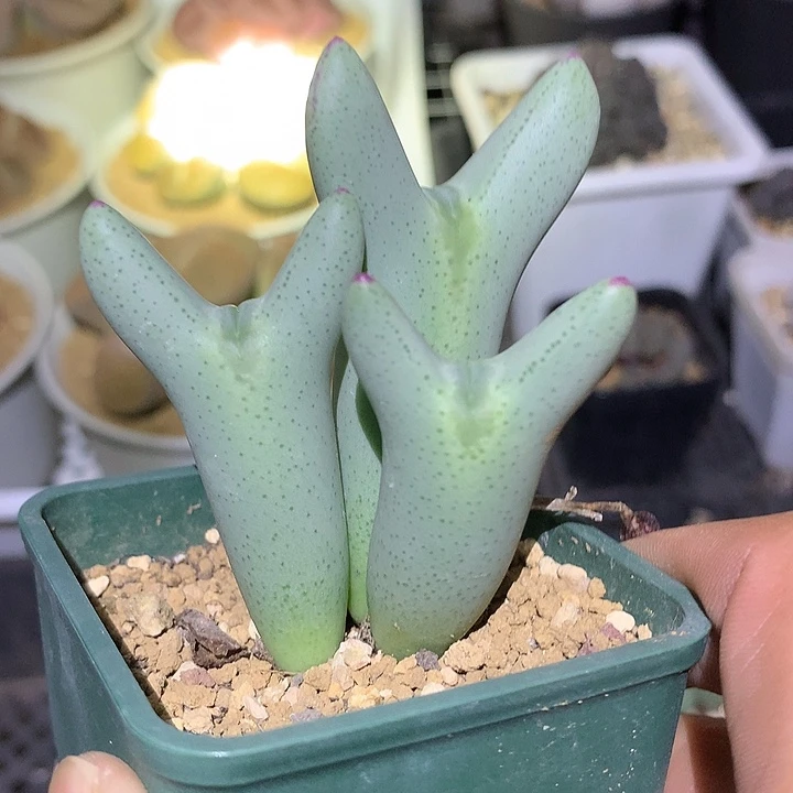 精品多肉植物大枪少将