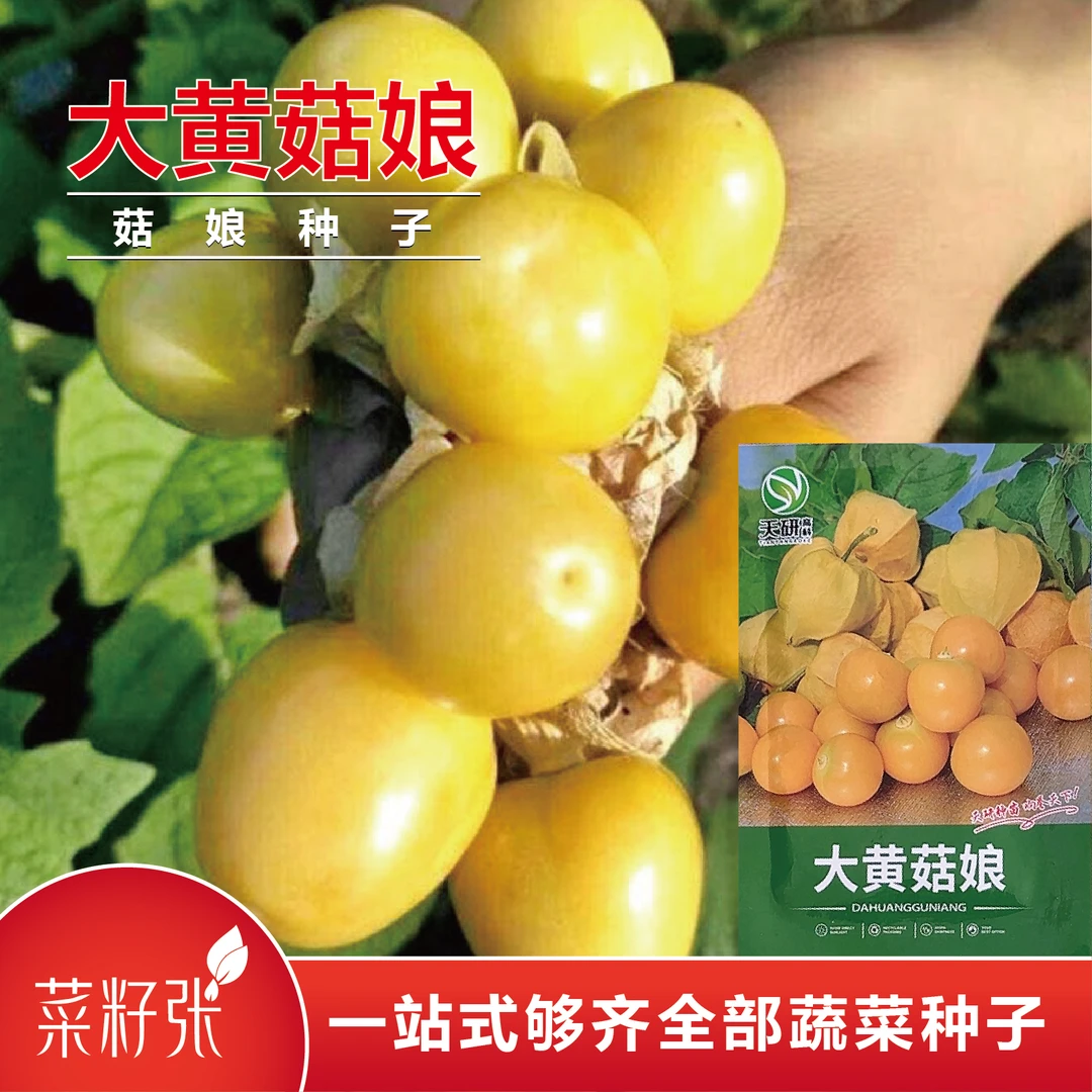 大黄菇娘种子/洋菇娘种子