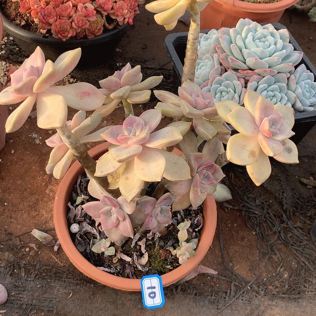 10紫乐锦一物一拍多肉