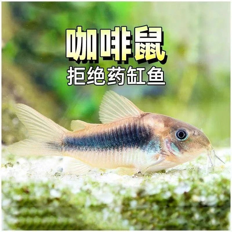 咖啡鼠鱼热带观赏鱼除藻鱼垃圾鱼底栖鱼工具鼠鱼