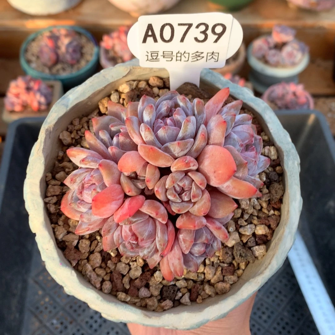 A0739 星影群 有砍 9cm