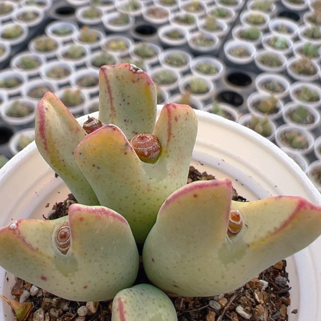 141多肉植物百科