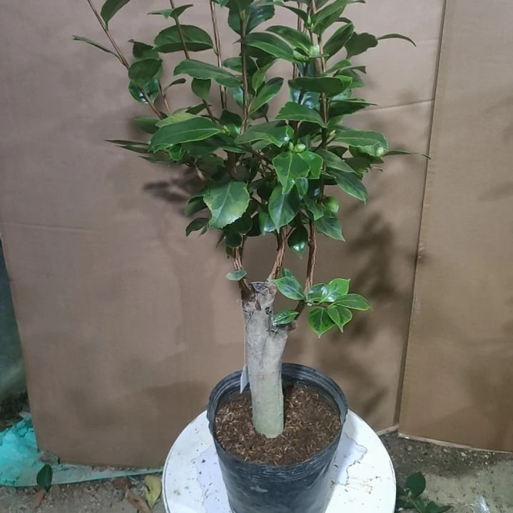 593彩叶七仙女,原盆原土发货,不包邮