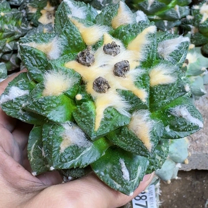 潇*福利苗接法牡丹805