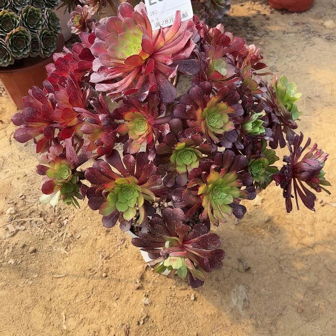 093铜壶中班多肉植物