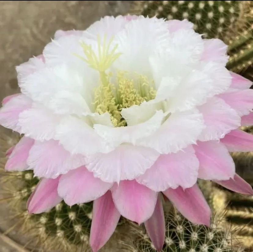 毛花柱白雪公主 侧芽粉色大花蕾丝边绿植盆栽