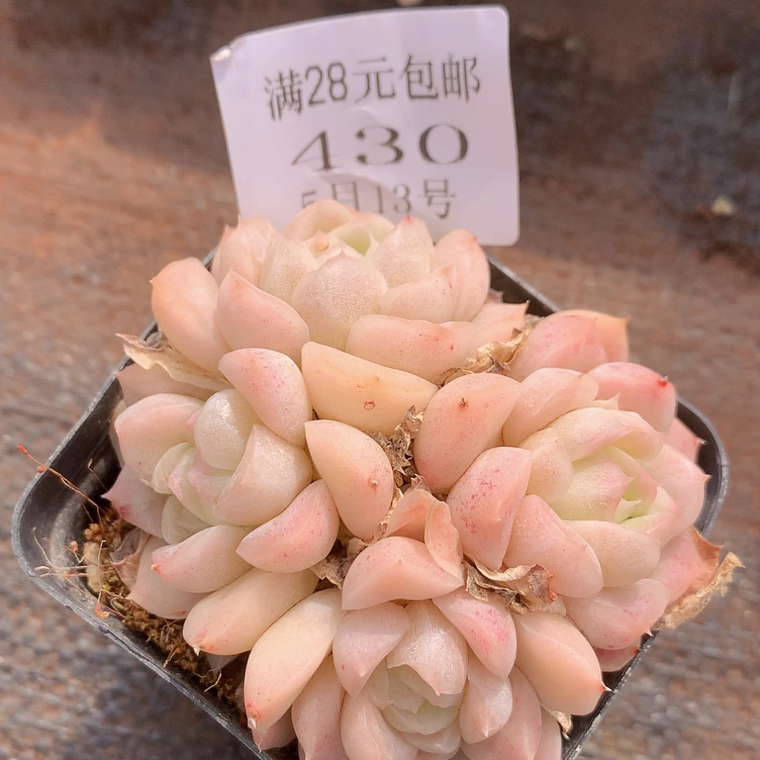 【闪购商品】云430号