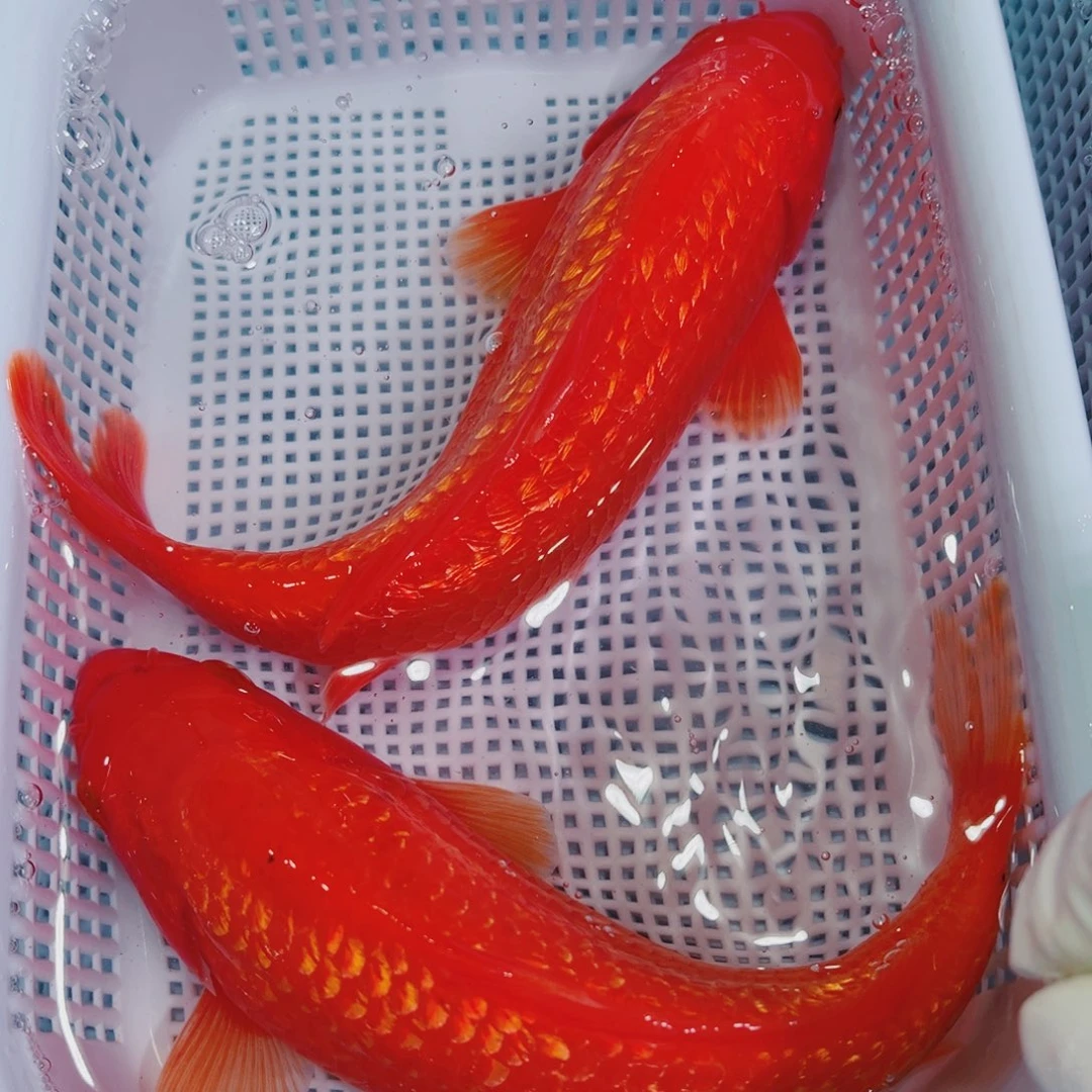 锦鲤锦鲤冷水鱼观赏