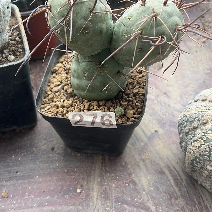 276号仙人球开花了