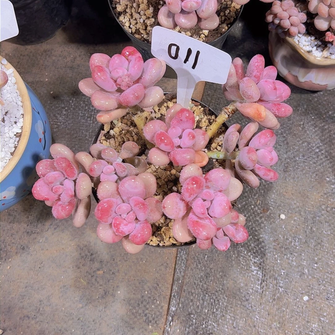 秋***?11桃蛋。。。。。。。