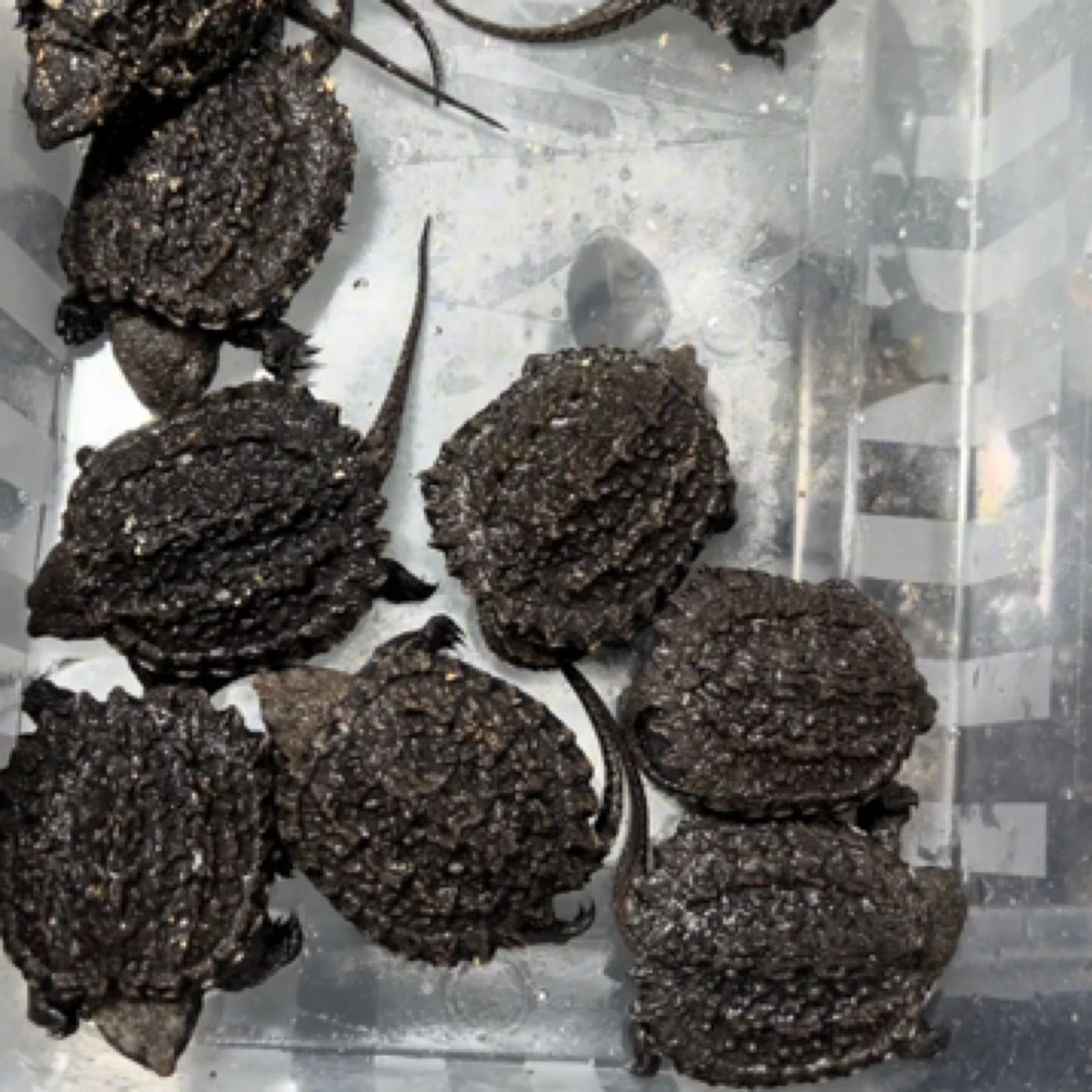 精品杂佛，宠物龟直播间挑选