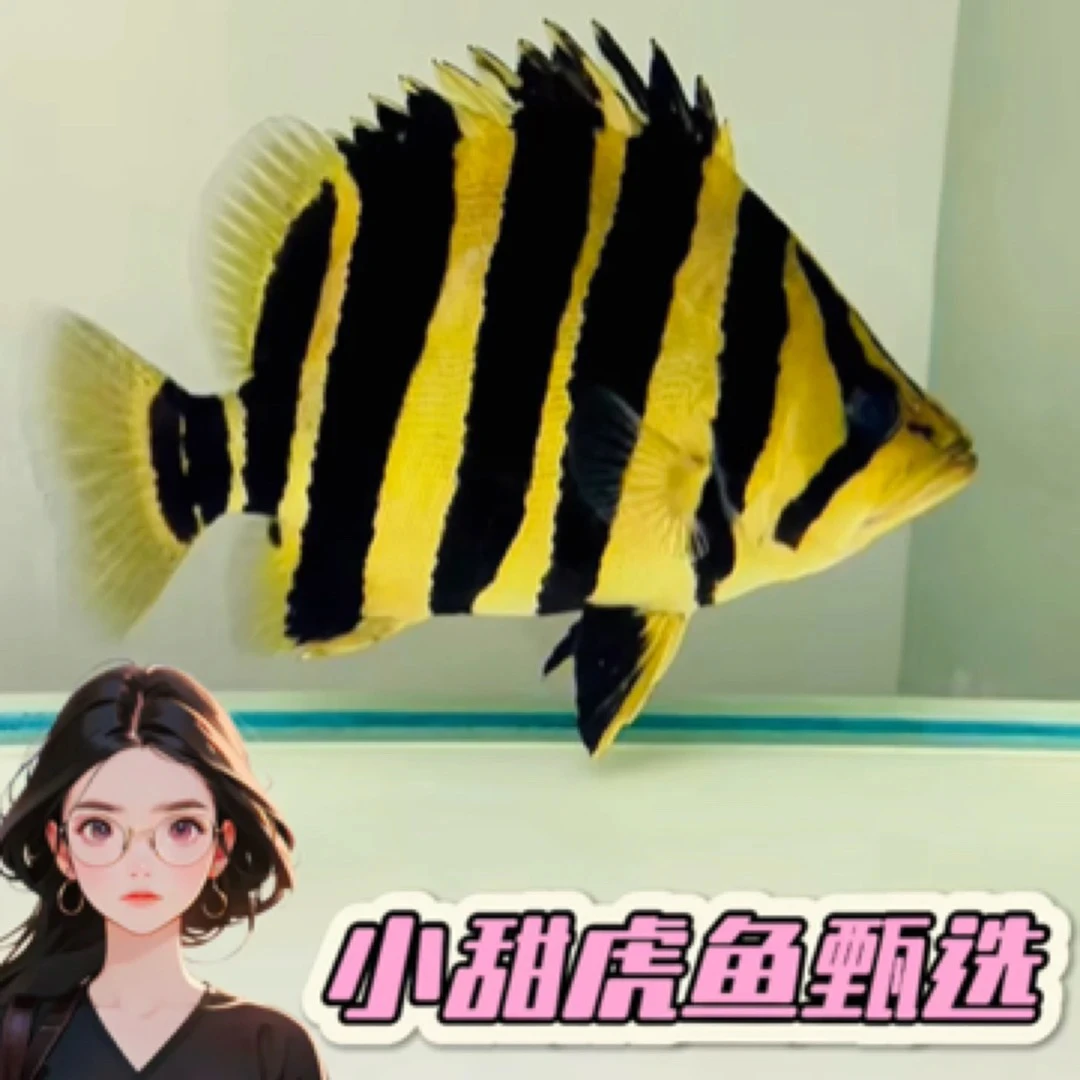 苏门答腊虎鱼活体印尼苏虎纯三纹虎四纹泰虎热带活体观赏鱼球虎