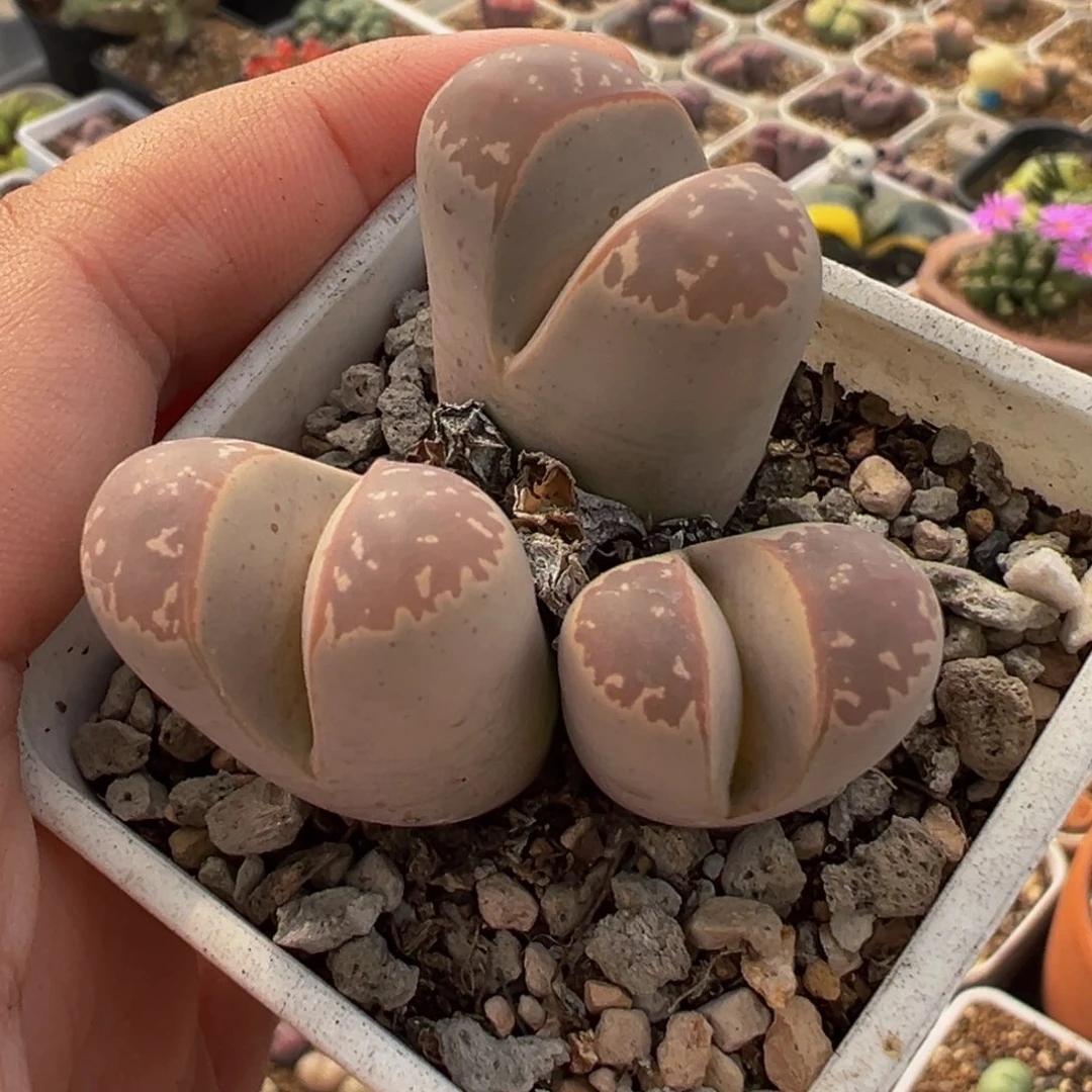 952多肉植物种类d