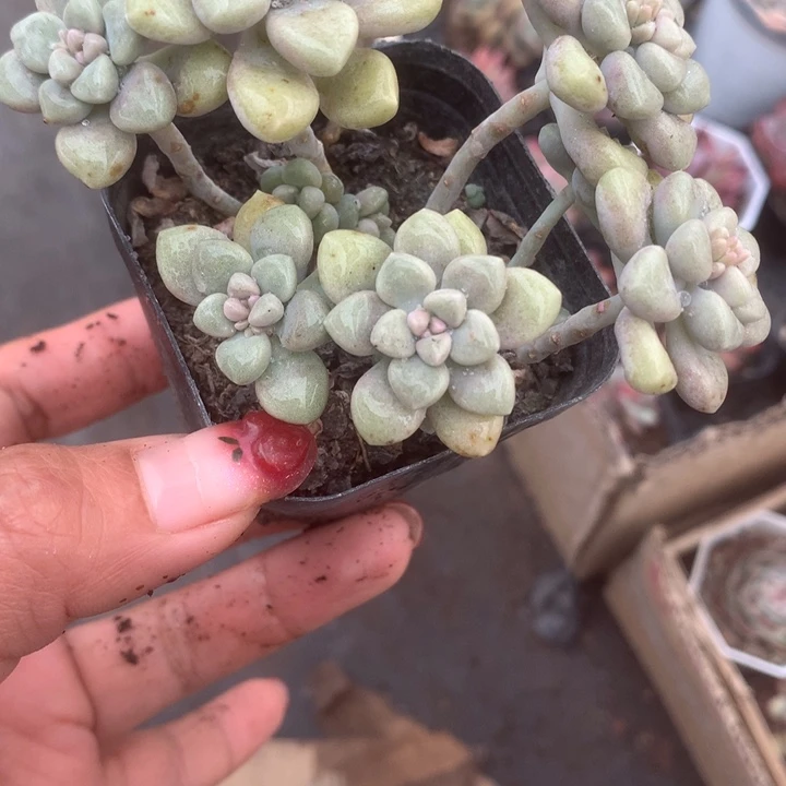 丸叶姬秋丽。一物一拍。（满9.99包邮不满9.99发空盆）