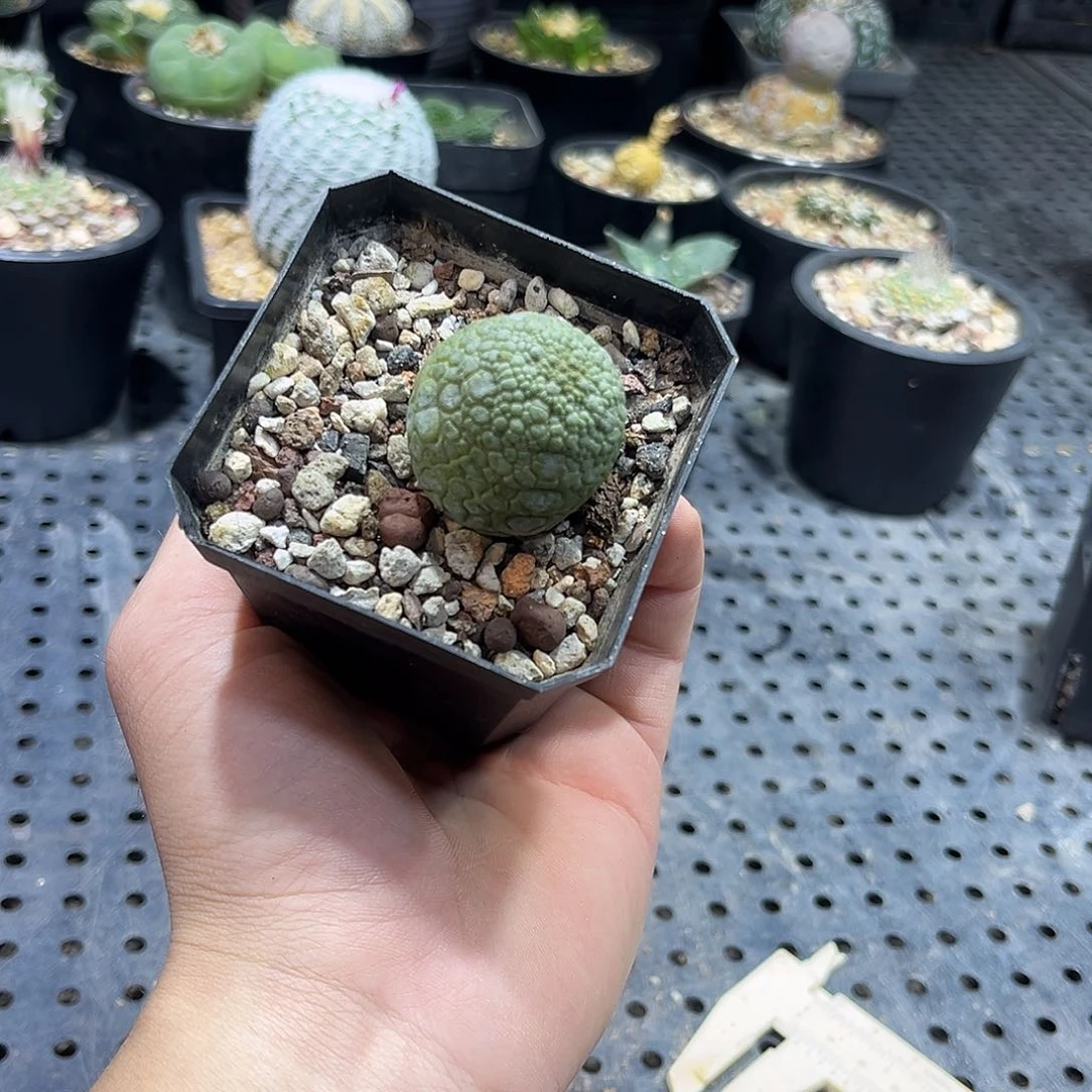 凝蹄玉36655999966699